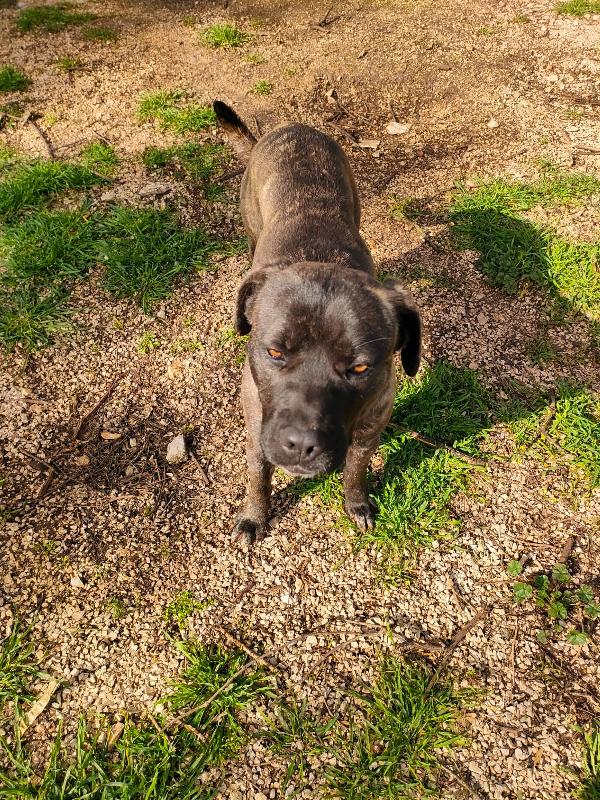 Reina - Quasi 2 Anni (nata indicativamente il 6 Ottobre 2023)  - Mix Cane Corso  - Taglia: Media   Foto 2